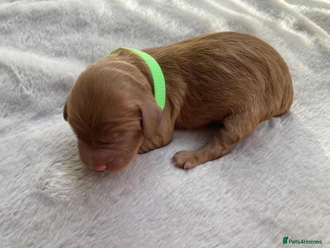 Mixed Breed dogs for sale: Cockapoo/Cavapoo Mix Puppies Available 10 Nov 25 - Image 21