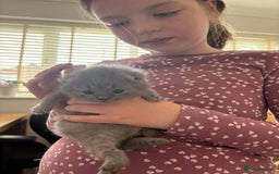 British Shorthair cats for sale: Gccf blue British shorthairs *ready November* - Image 4