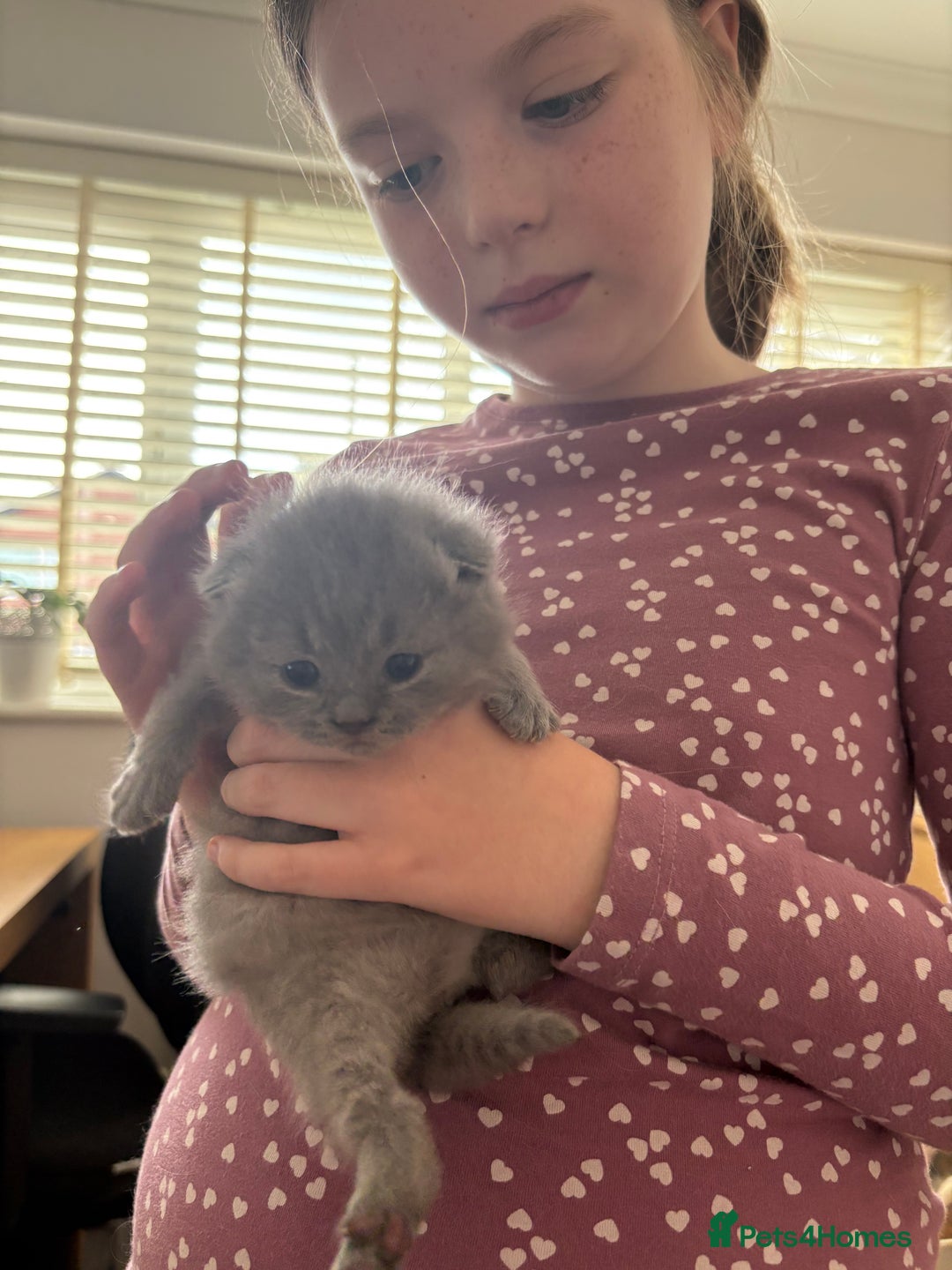 British Shorthair cats for sale: Gccf blue British shorthairs *ready November* - Image 4