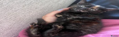 Domestic Shorthair 1