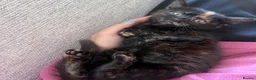 Domestic Shorthair cats for sale: Kittens ready to leave for their new homes  - Advert 3