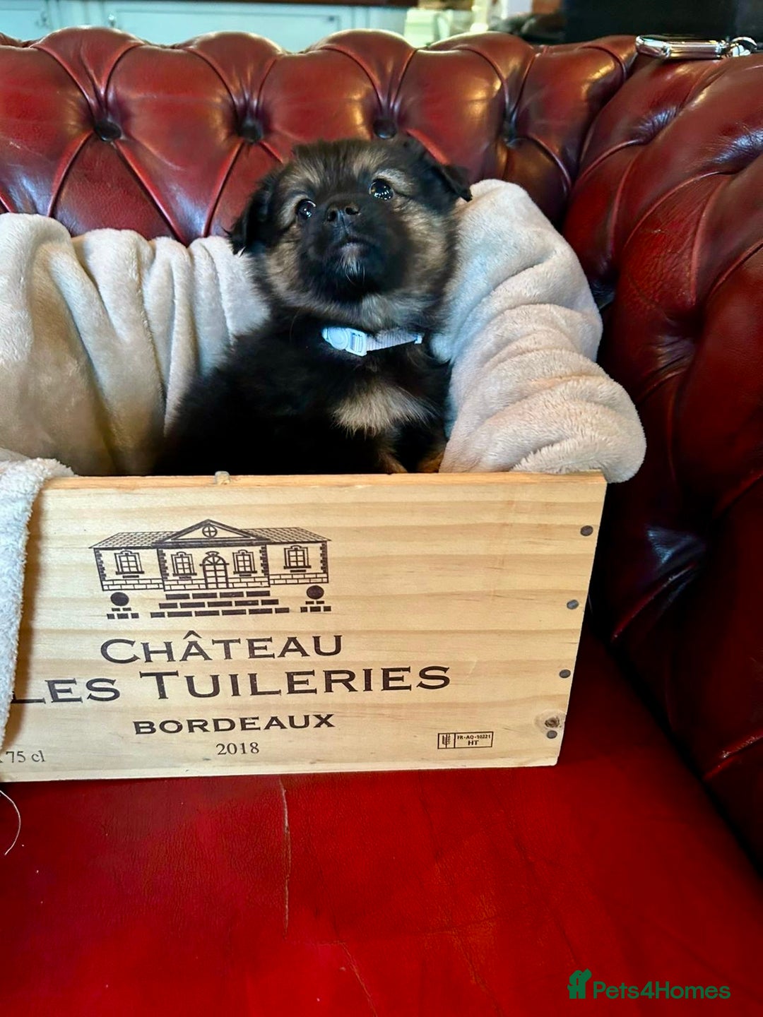 Pomeranian dogs for sale: EXCEPTIONAL LITTER of full pedigree poms  - Image 7