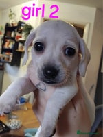 Miniature Dachshund dogs - Advert 8