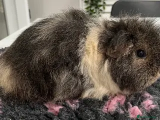 Guinea Pig rodents Guinea pigs for sale, female. - Advert 8