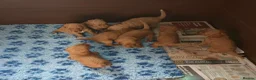 Labradoodle dogs for sale: GOLD F1b LABRADOODLE BOYS FROM 5* LICENCED BREEDER - Advert 5