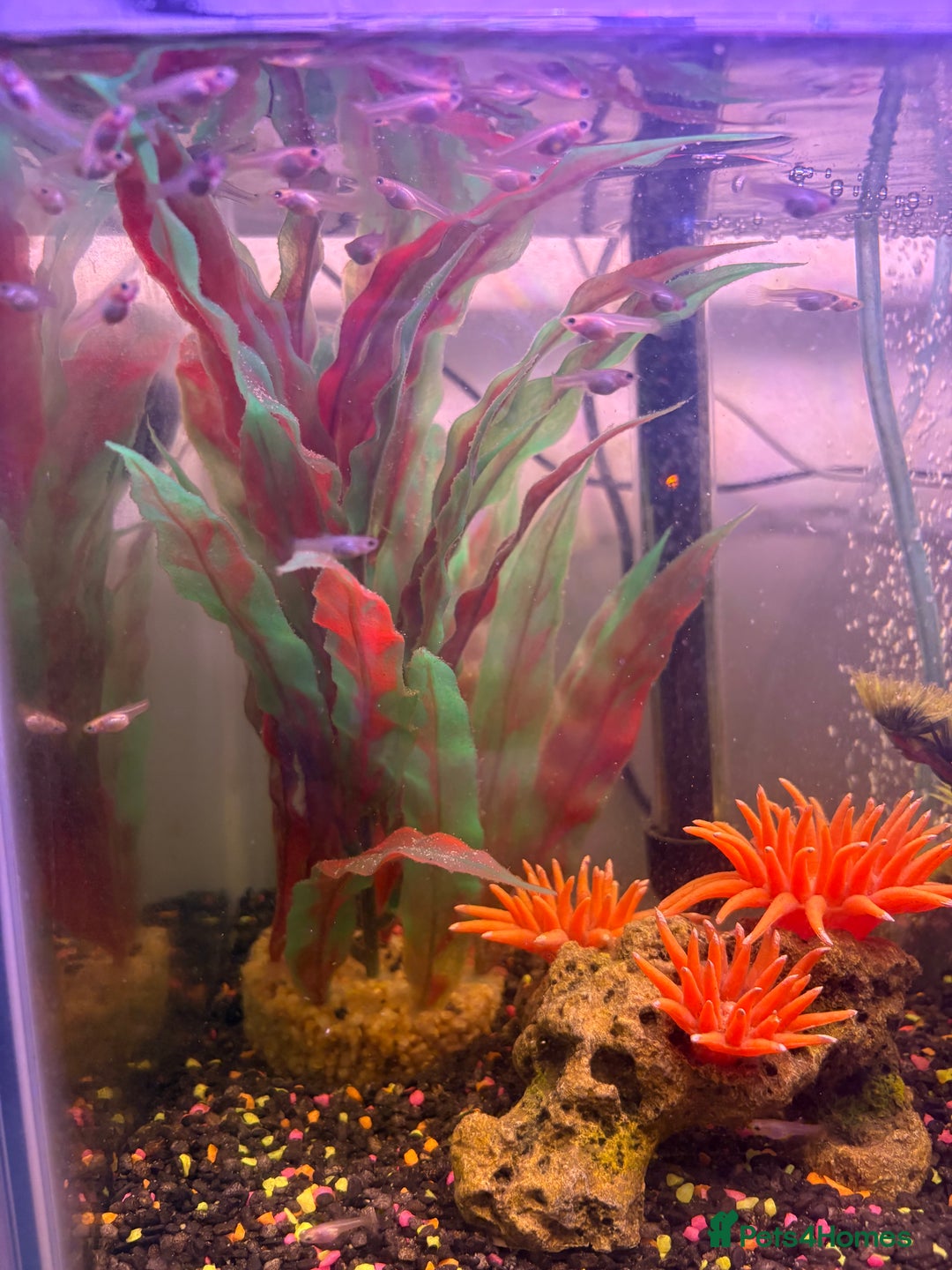 Other/Mixed Breed fish for sale: Guppy Fry - Advert 3