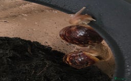 Snails invertebrates for sale: African land snails  - Image 3