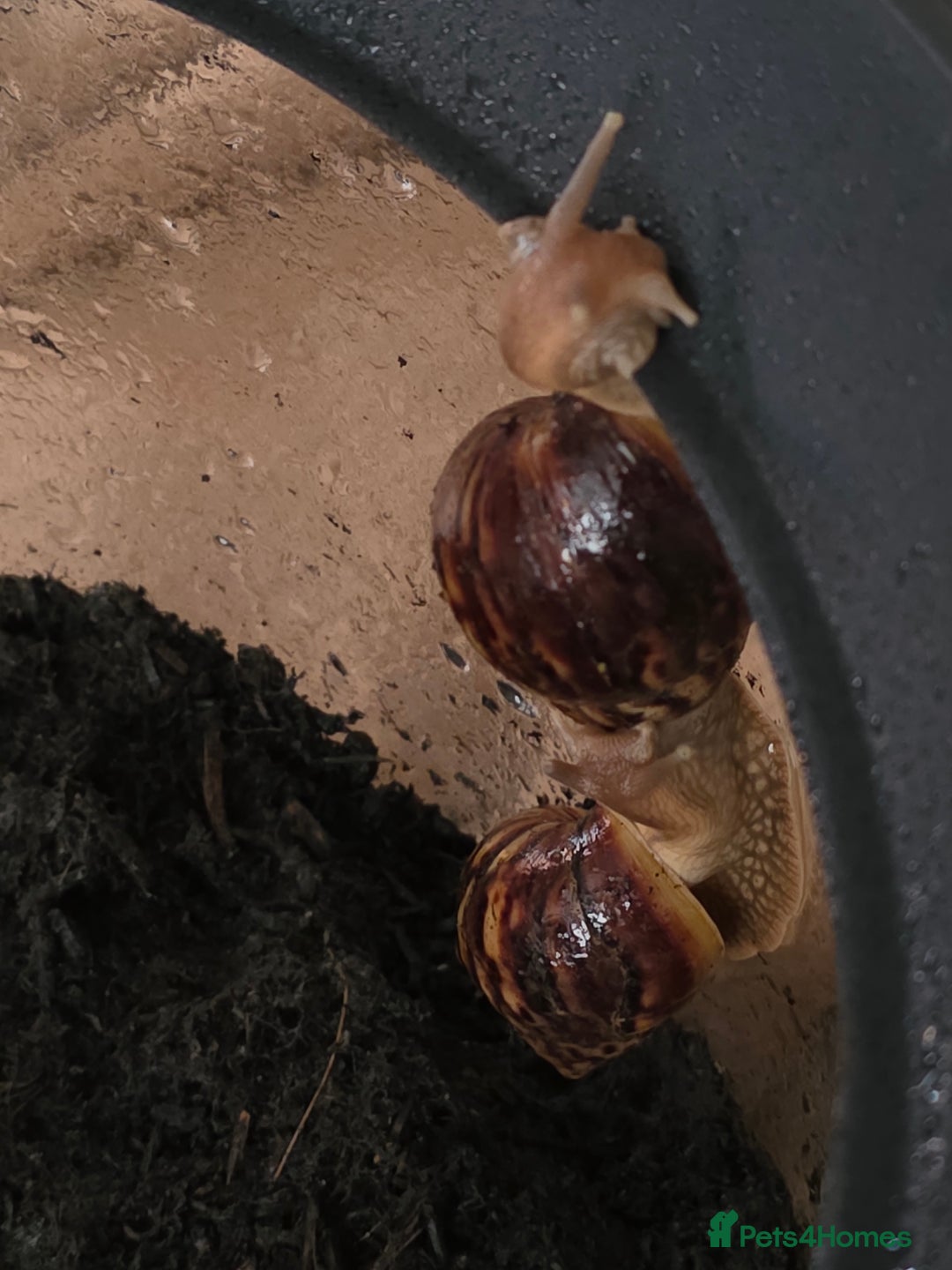 Snails invertebrates for sale: African land snails  - Image 3