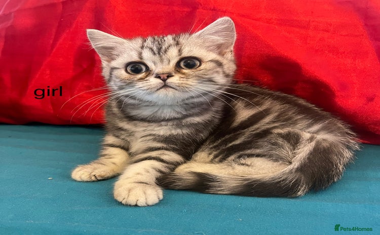 British Shorthair cats - Advert 4