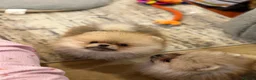 Pomeranian dogs for sale: Micro size teddy  face  - Advert 6