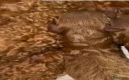 Toy Poodle dogs for sale: 🌟 Stunning Champagne Asian Toy Poodle Boy🌟 - Advert 21