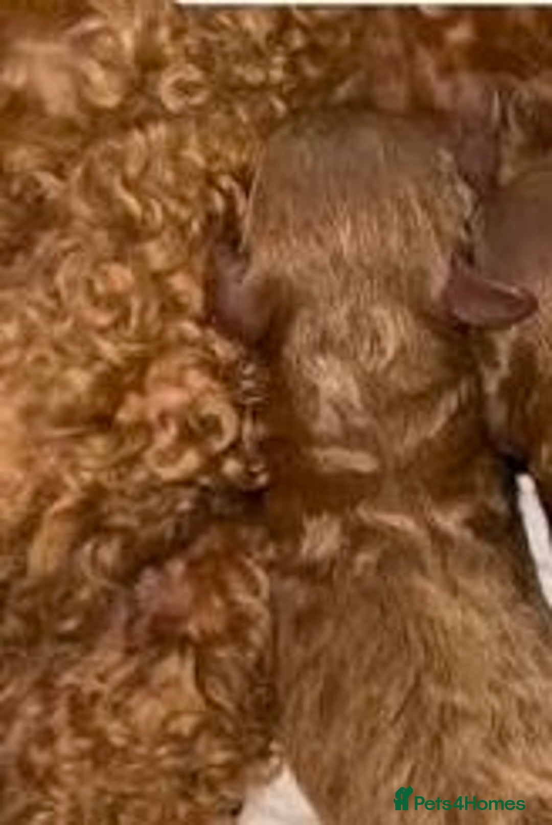 Toy Poodle dogs for sale: 🌟 Stunning Champagne Asian Toy Poodle Boy🌟 - Advert 21