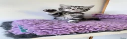 British Shorthair cats for sale: Silver Tabby British Shorthair kittebs - Advert 5