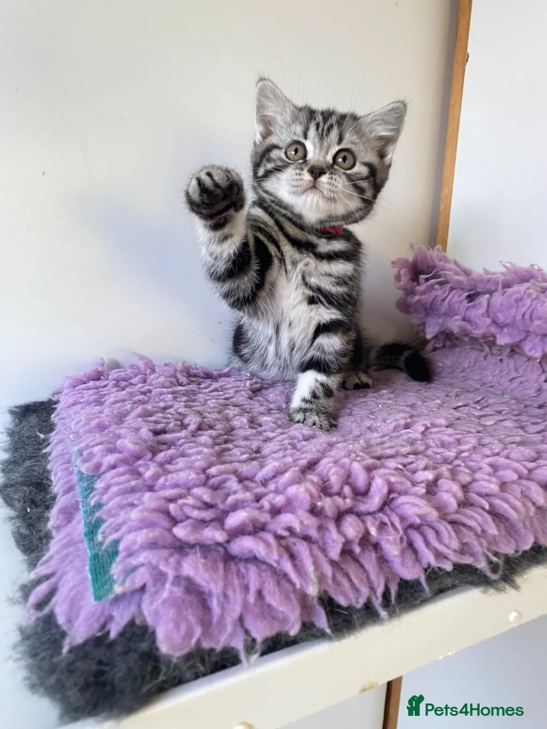 British Shorthair cats for sale: Silver Tabby British Shorthair kittebs - Advert 5