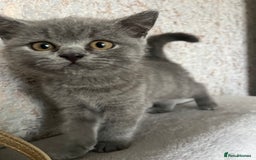 British Shorthair cats for sale: British shorthair kittens  - Image 8