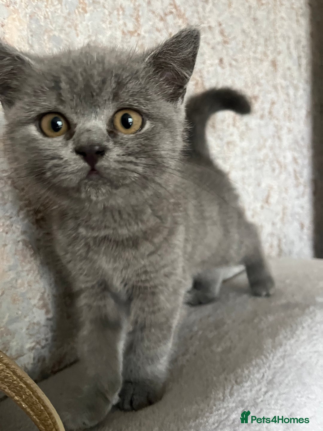 British Shorthair cats for sale: British shorthair kittens  - Image 8
