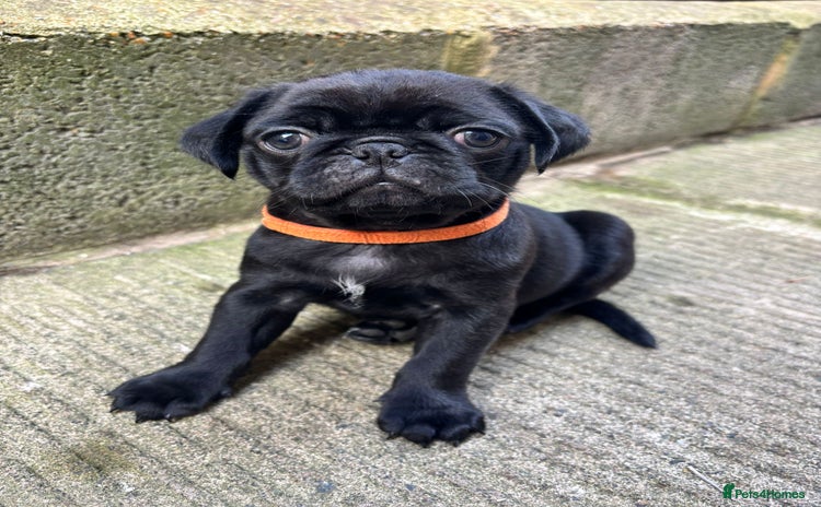 Pug dogs - Advert 1
