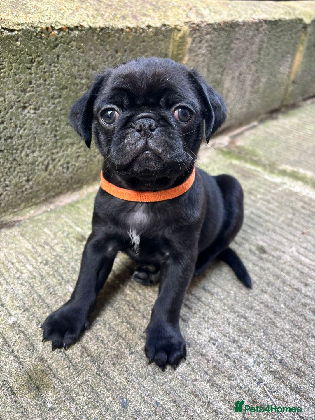 Pug dogs for sale: Pugs for sale - Image 1