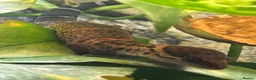 Gecko reptiles for sale: 2x Chinese cave geckos and vivarium in Rayleigh - Advert 3