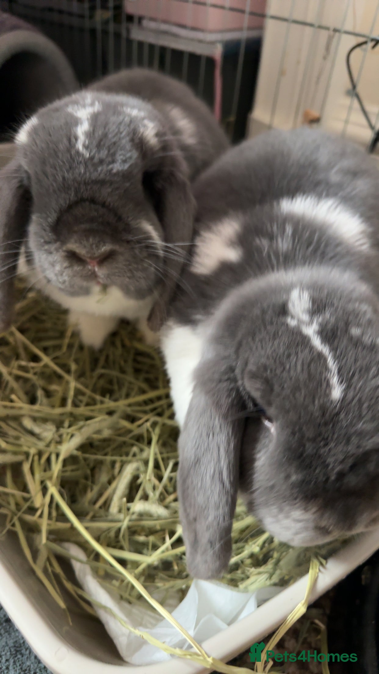 Mini Lop rabbits Two mini lops for sale - Advert 8