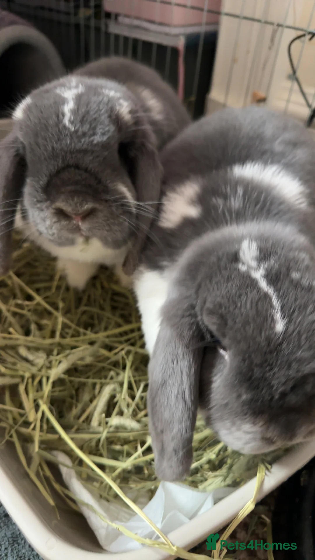 Mini Lop rabbits for sale: Two mini lops for sale - Advert 1