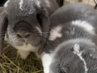 Mini Lop rabbits Two mini lops for sale - Advert 8