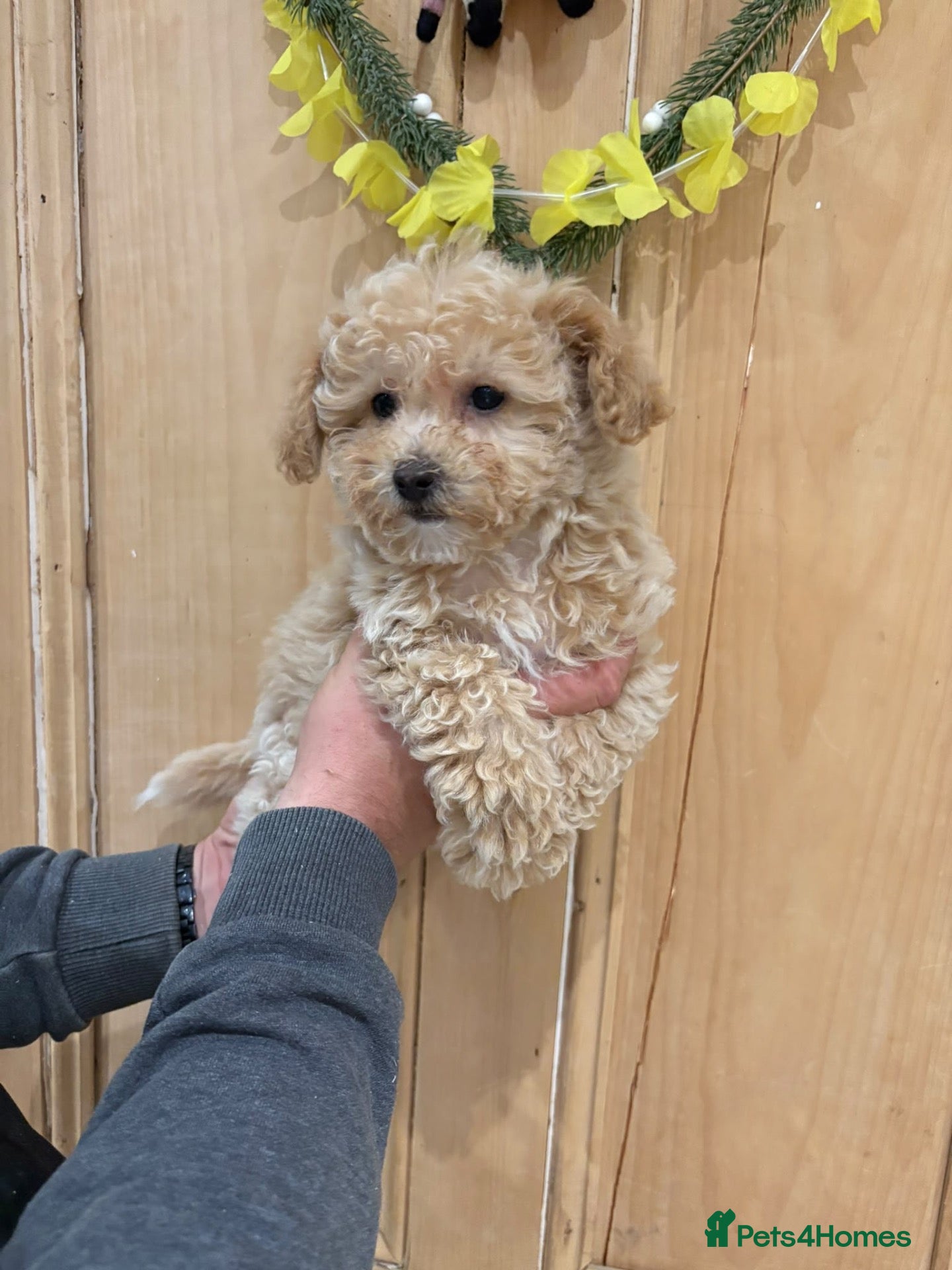 Poochon dogs Beautiful Poochon Pups  - Advert 2