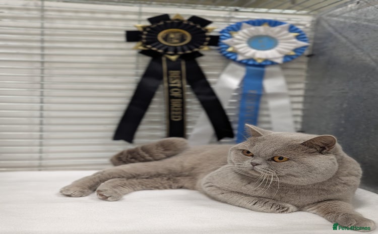 British Shorthair cats in Derby - Advert 1