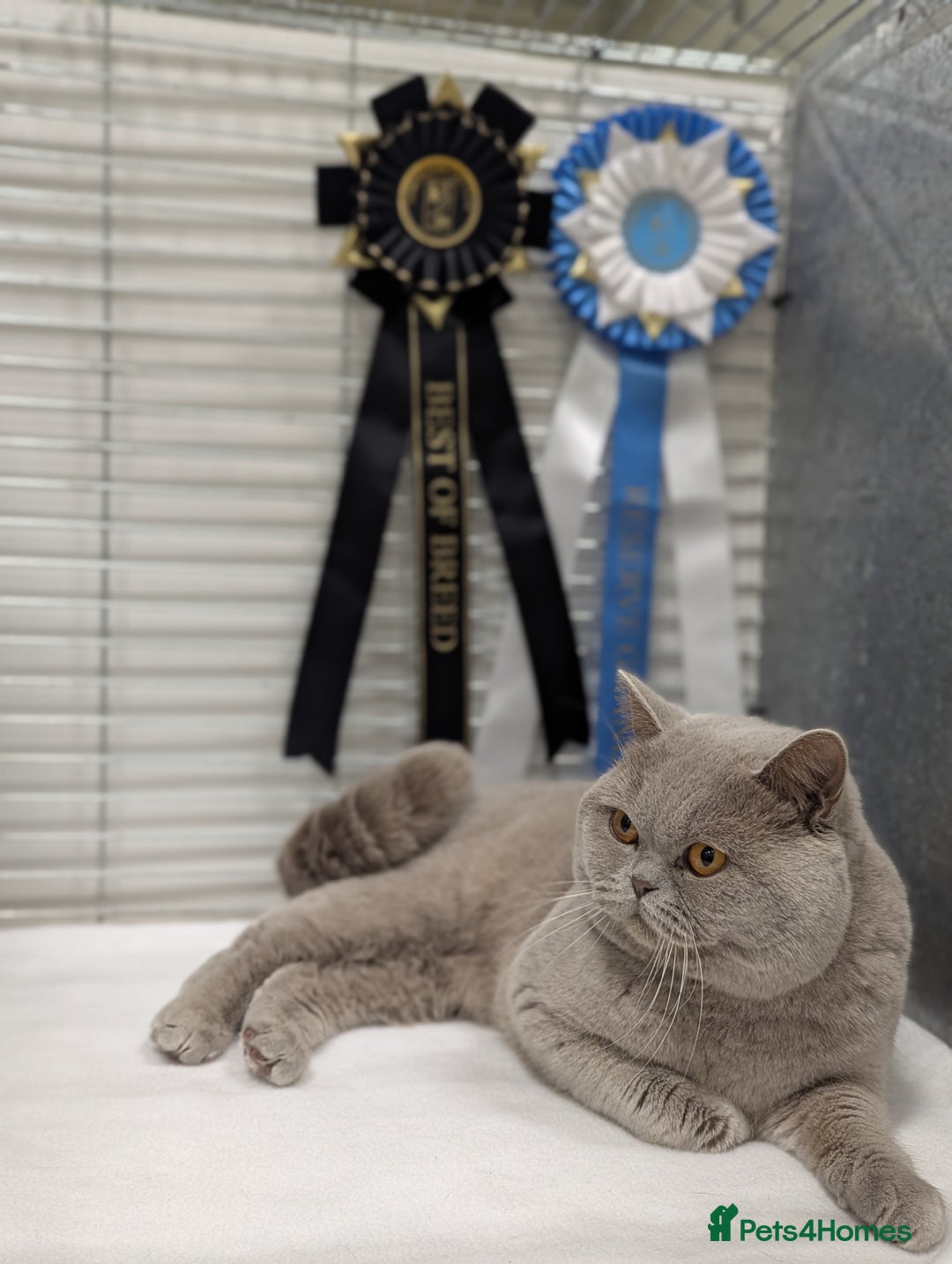 British Shorthair cats for stud: Champion British Shorthair carrier of chocolate  in Derby - Image 1
