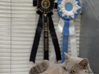 British Shorthair cats Champion British Shorthair carrier of chocolate in Derby - Advert 1