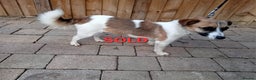 Jack Russell dogs for sale: jack russle  - Advert 1