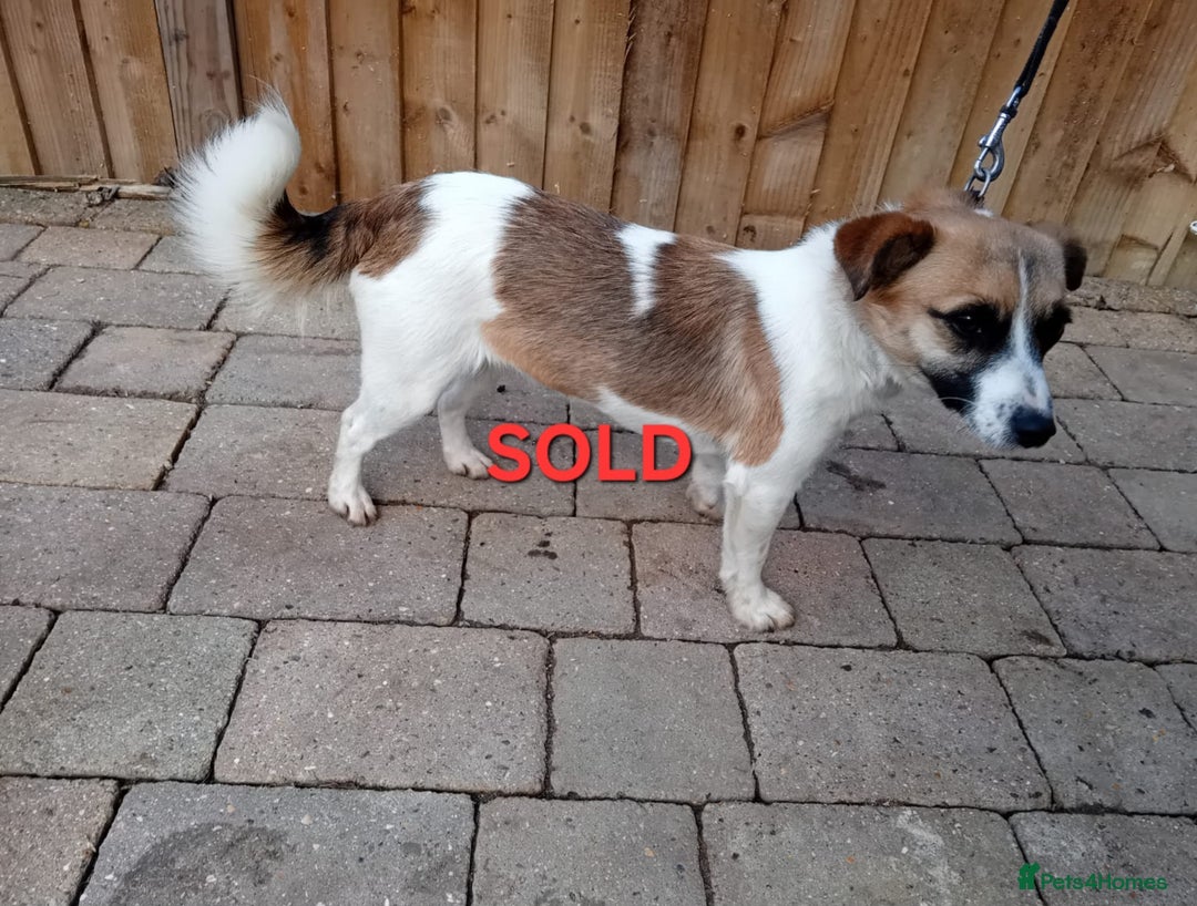 Jack Russell dogs for sale: jack russle  - Advert 1