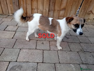 Jack Russell dogs jack russle - Advert 18