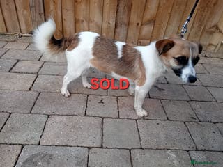 Jack Russell dogs jack russle - Advert 19