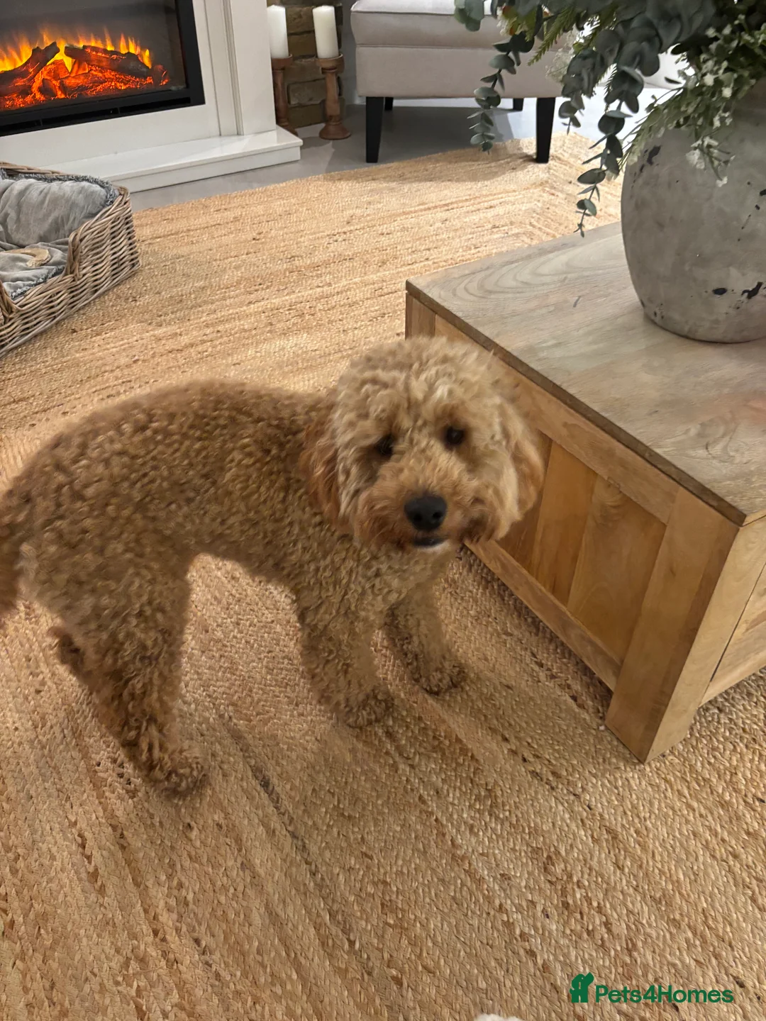 Cockapoo dogs for sale: Cockapoo Marley  in Wolverhampton - Advert 2