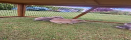 Mini Lop rabbits for sale: Beautiful mini lops in Batley - Advert 2