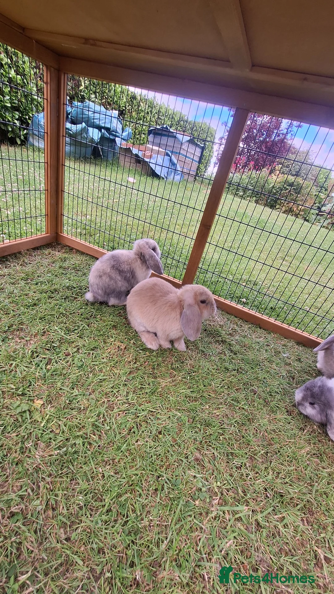 Mini Lop rabbits for sale: Beautiful mini lops in Batley - Advert 2