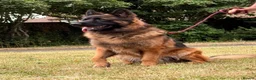 German Shepherd dogs for sale: 3 year German Shepherd looking for a new home in London - Advert 1