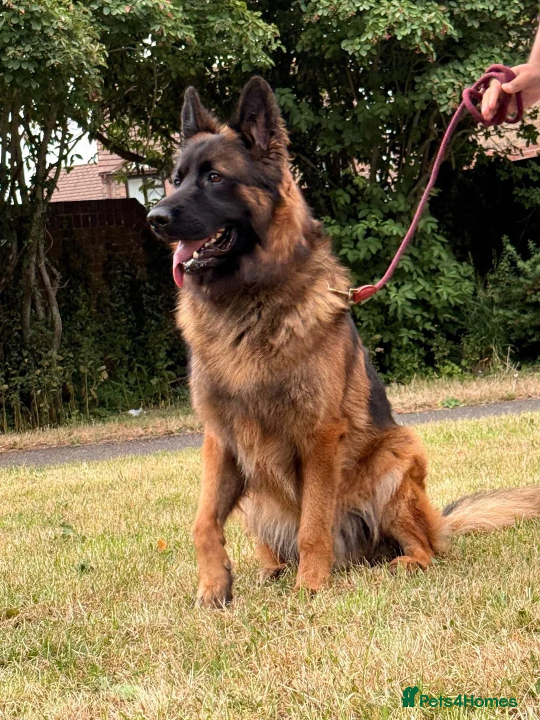 German Shepherd dogs for sale: 3 year German Shepherd looking for a new home in London - Advert 1