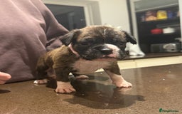 Boxer dogs for sale: Boxer Puppies  - Advert 24