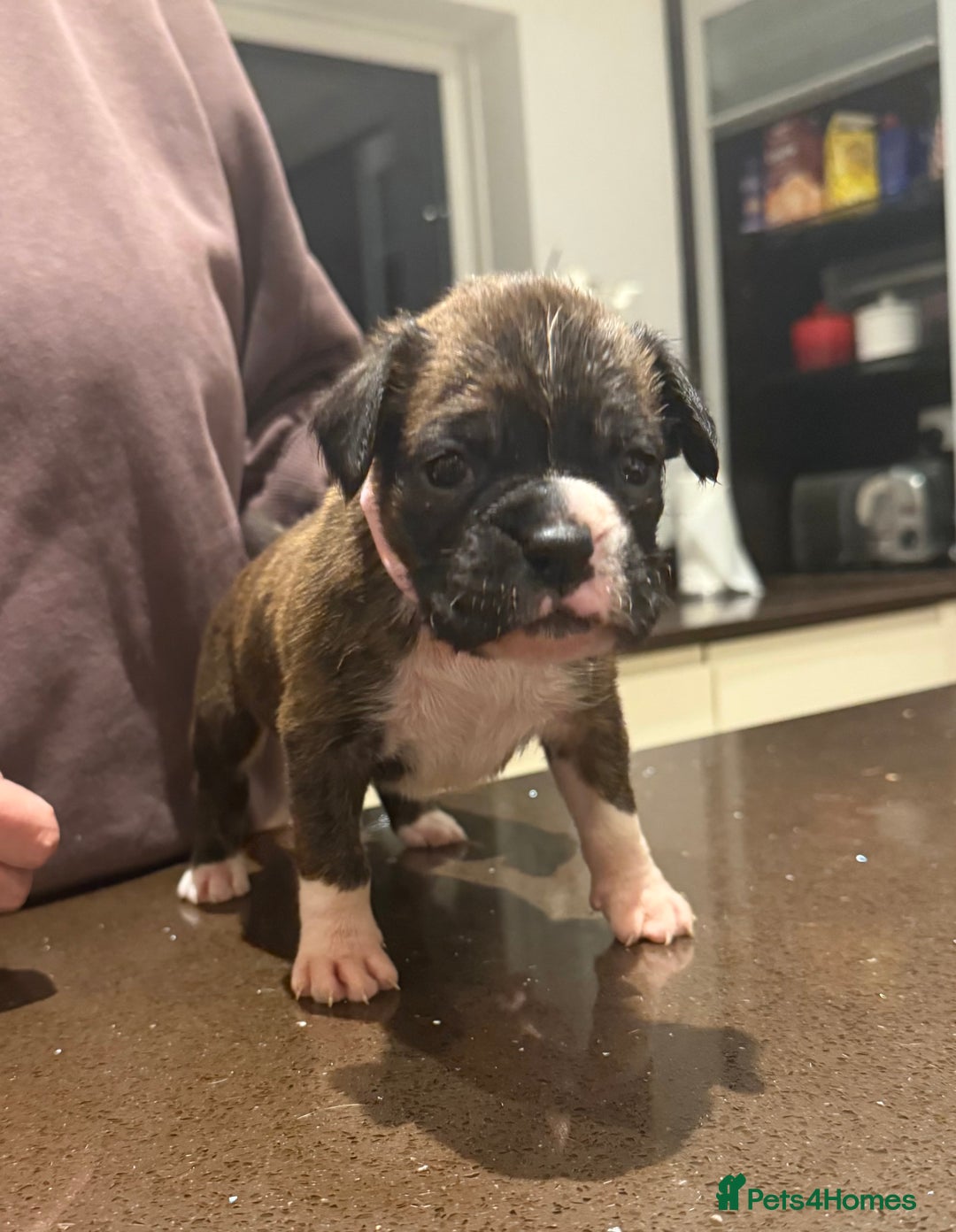 Boxer dogs for sale: Boxer Puppies  - Advert 24