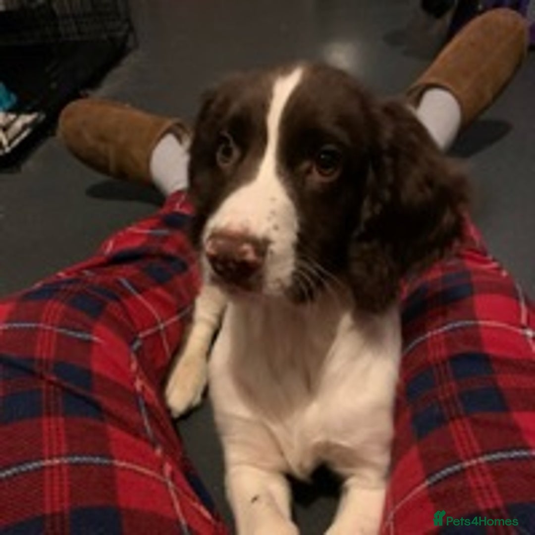 English Springer Spaniel dogs for stud: KC registered English Springer Spaniel for stud in Lydney - Image 3