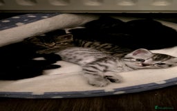 British Shorthair cats for sale: British shorthair x - Image 1