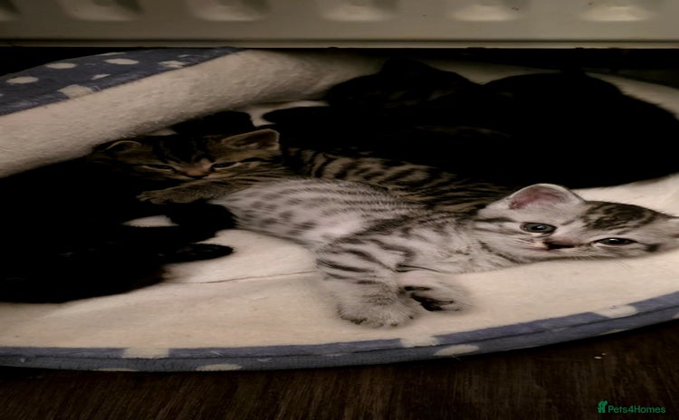 British Shorthair cats - Advert 8