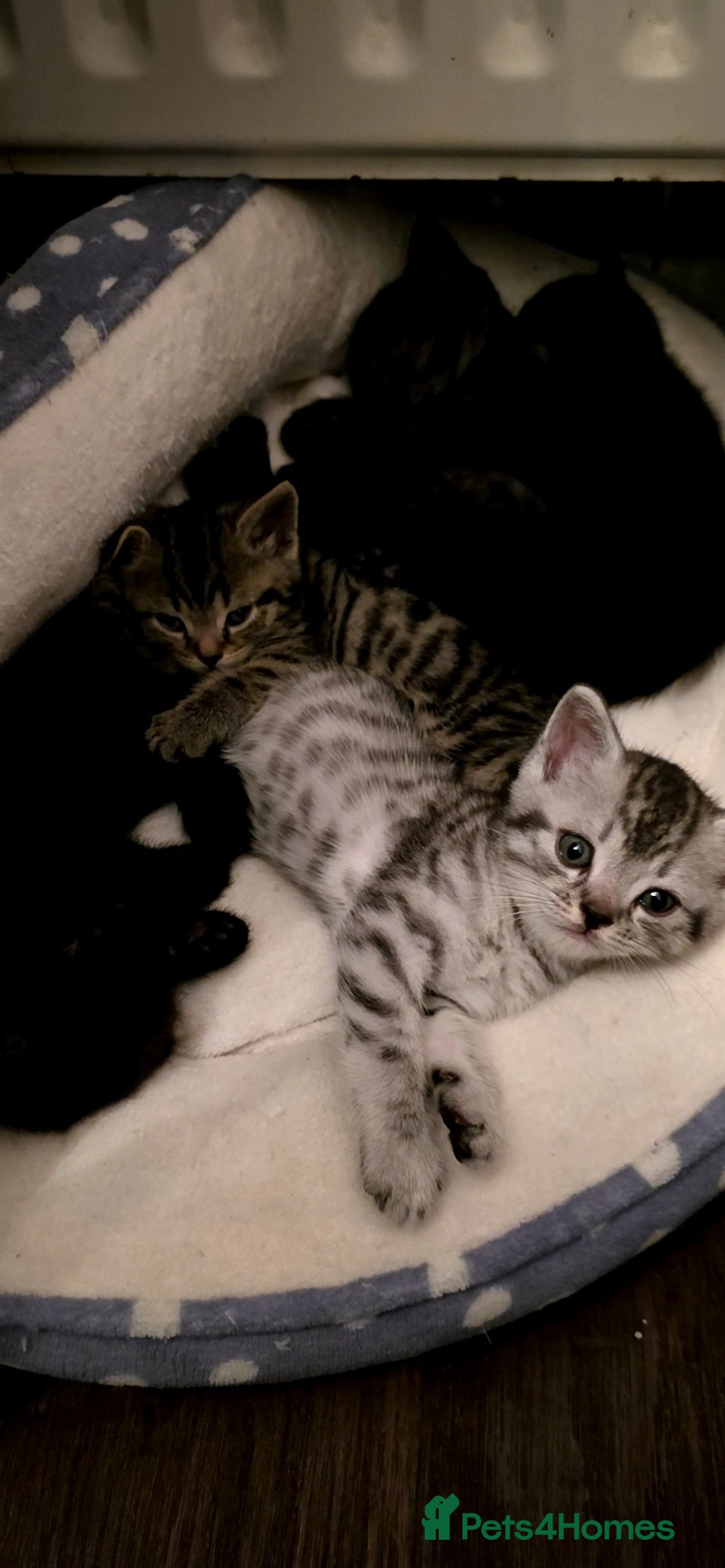 British Shorthair cats for sale: British shorthair x - Image 1