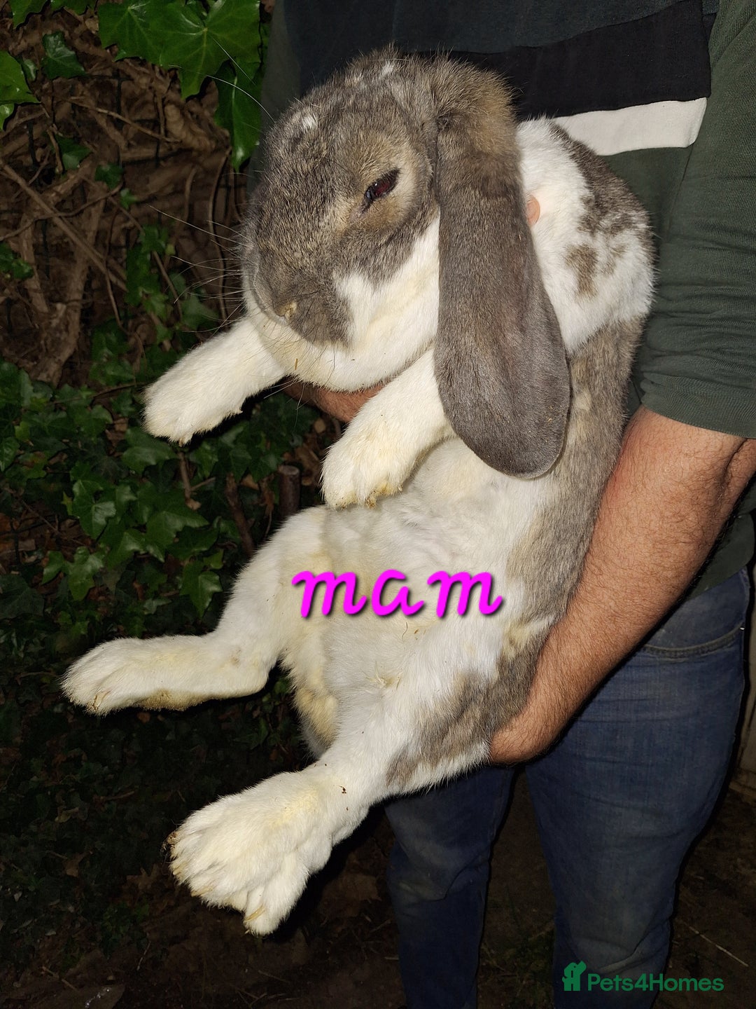 French Lop rabbits for sale: Baby Giant French Lop rabbits - Advert 8