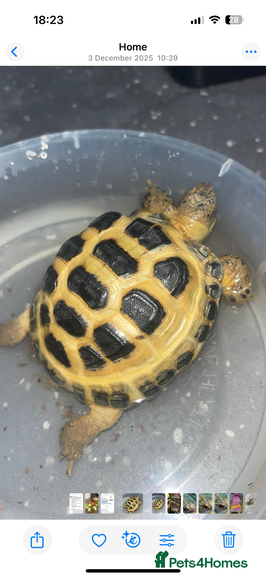Tortoise reptiles for sale: baby tortoise with full set up - Advert 3