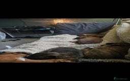 Boxer dogs for sale: KC PEDIGREE BOXER PUPPIES  - Image 37