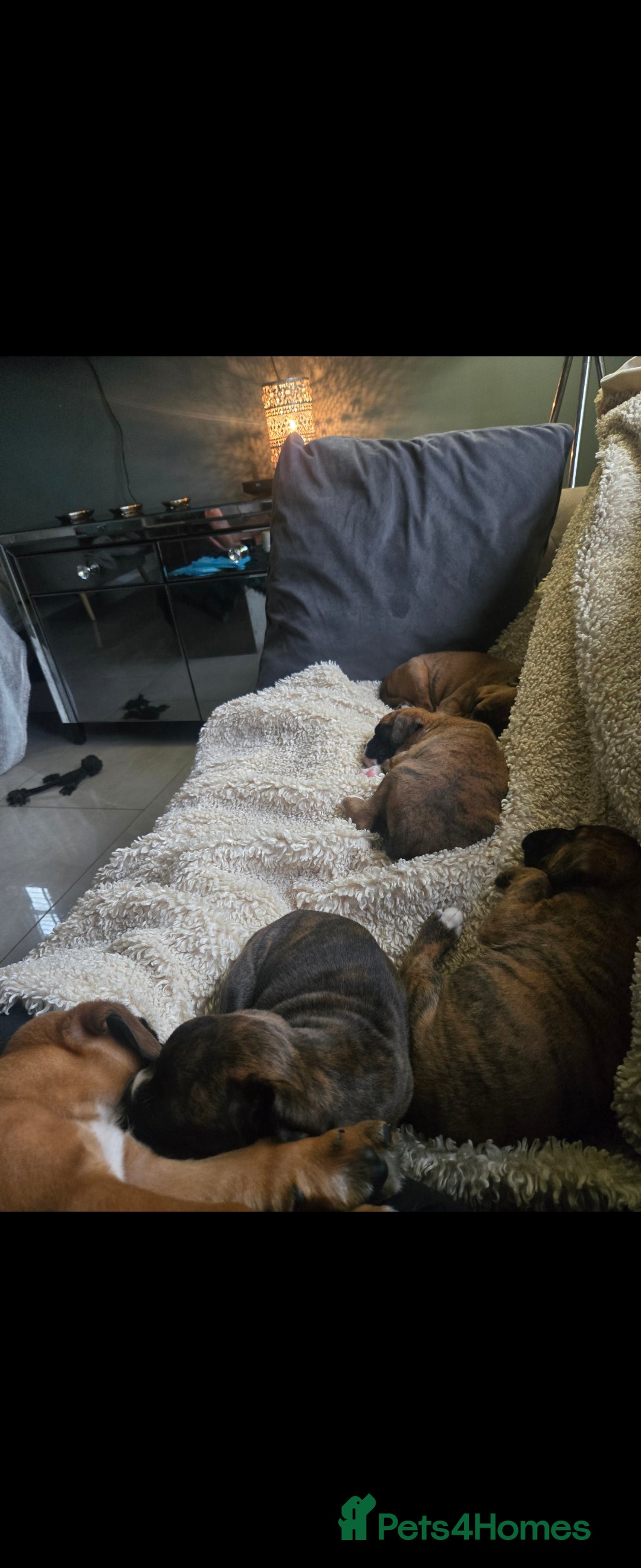 Boxer dogs for sale: KC PEDIGREE BOXER PUPPIES  - Image 37