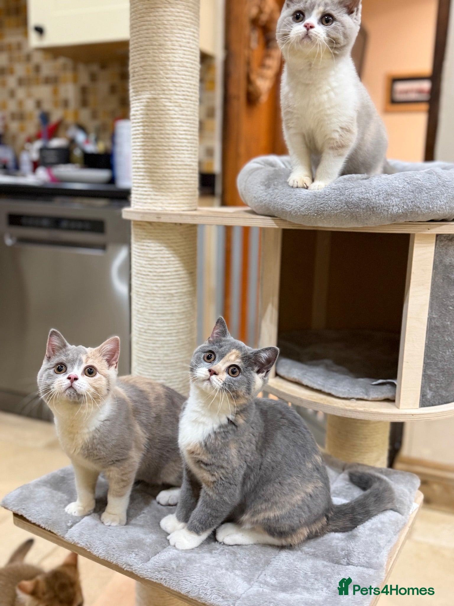 British Shorthair cats READY NEXT WEEK - FULL PEDIGREE REGISTERED BSH - Advert 1